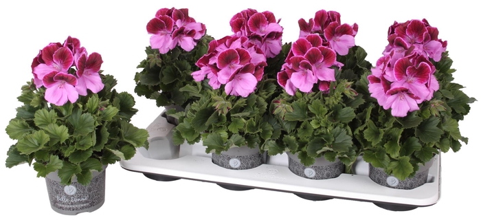 <h4>Pelargonium Pelargonium Grandifloru</h4>