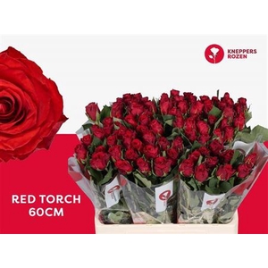 R Gr Red Torch