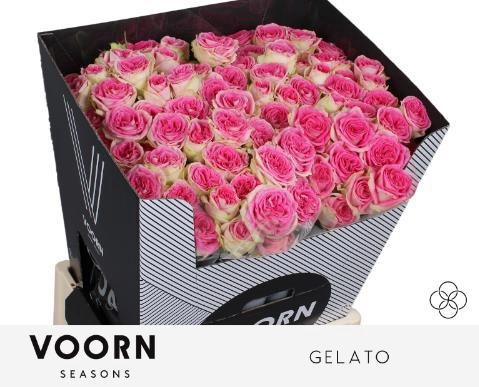 <h4>R TR GELATO</h4>