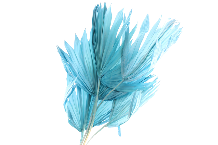 <h4>Palm Sun Blue Light</h4>