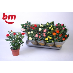 RO B MONDE GEM 6 SRT
