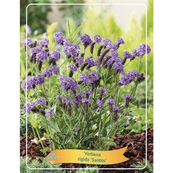 <h4>Verbena rigida Santos P11</h4>