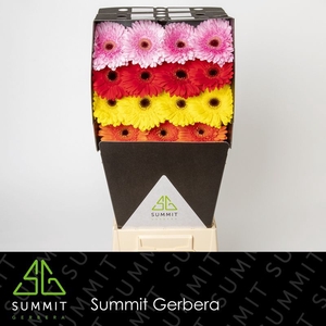 Gerbera Mix 5 Kleuren Diamond