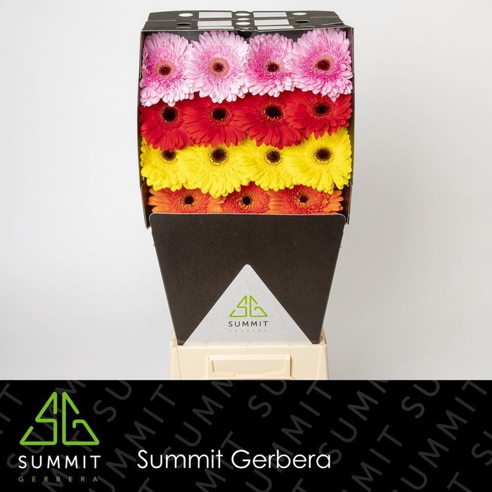 <h4>Gerbera Mix 5 Kleuren Diamond</h4>