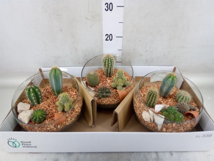 <h4>Arr.  Cactus L%</h4>