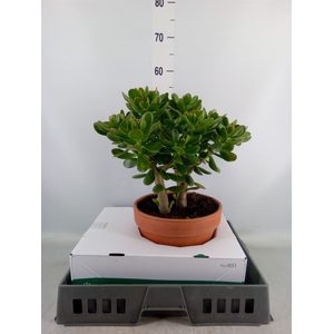Crassula ovata