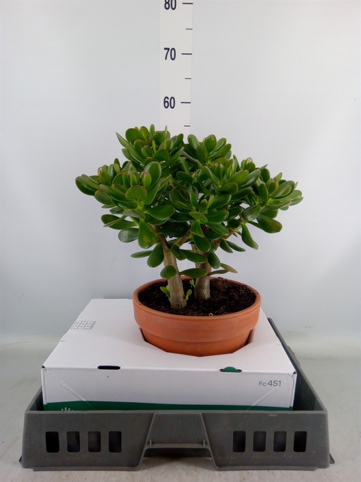 <h4>Crassula ovata</h4>