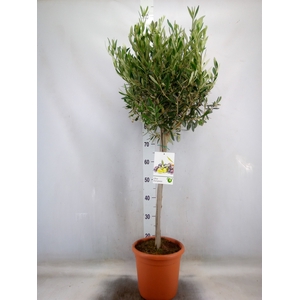 Olea europaea