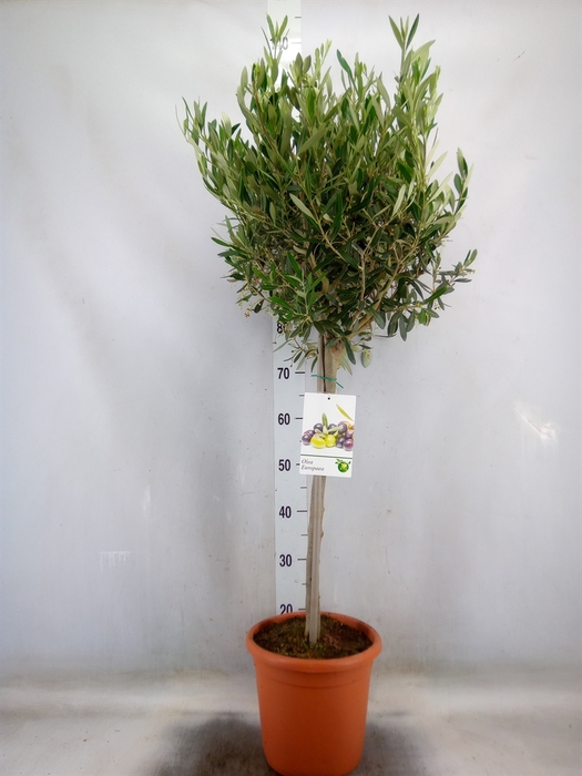 <h4>Olea europaea</h4>