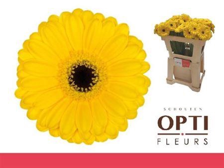 <h4>Ge Mi Pacman</h4>