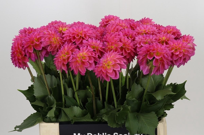 <h4>Dahlia Barbados</h4>