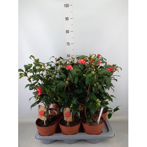 Camellia reticulata 'Mary Williams'