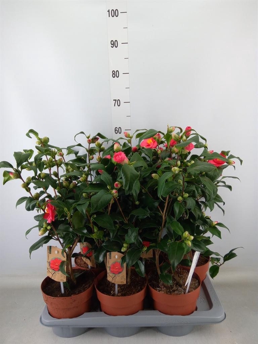 <h4>Camellia reticulata 'Mary Williams'</h4>