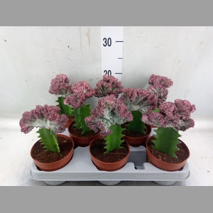 Euphorbia lactea