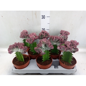 Euphorbia lactea