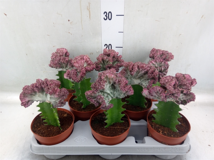 <h4>Euphorbia lactea</h4>