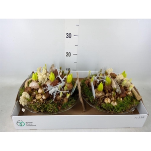 Arr.   Bol/Knolgewas L%