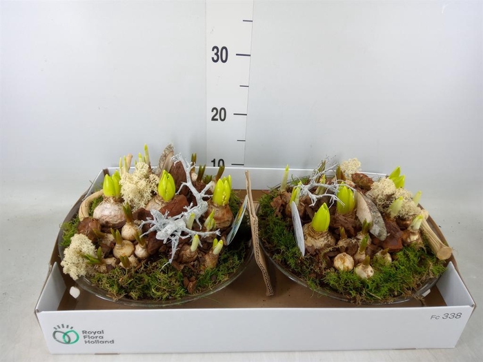 <h4>Arr.   Bol/Knolgewas L%</h4>