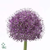 Allium Statos 90cm