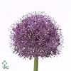 Allium Statos