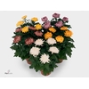 Chrysanthemum  'Deco'   ...mix