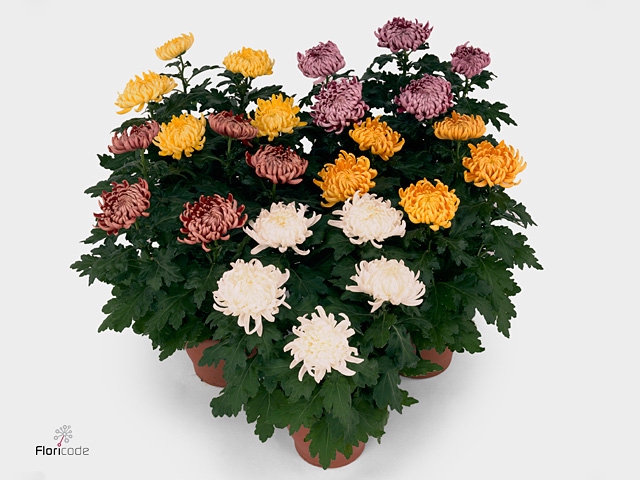 Chrysanthemum  'Deco'   ...mix