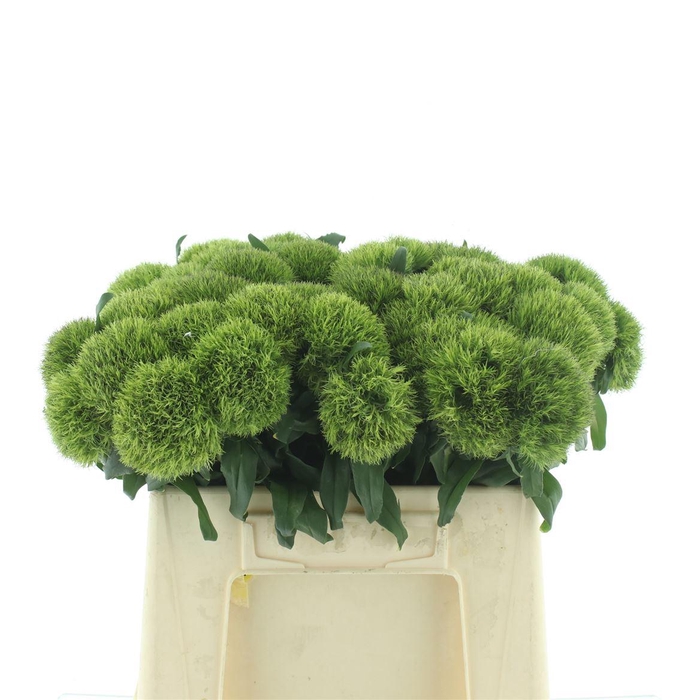 <h4>Di Barb Kiwi Mellow Extra</h4>