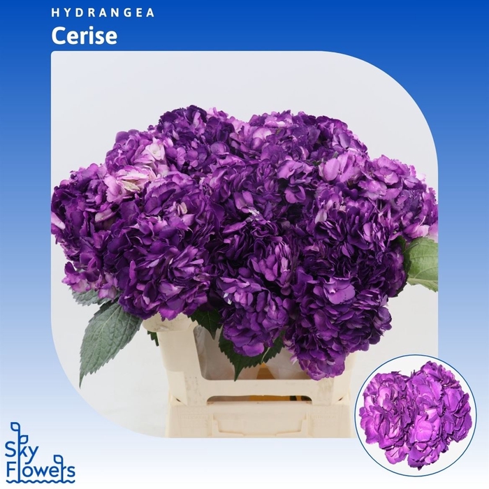 <h4>Hydrangea Purple</h4>