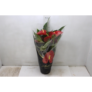 ANTHURIUM MICHIGAN P17 PREMIUM