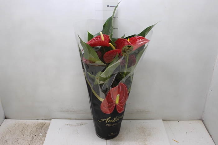 <h4>ANTHURIUM MICHIGAN P17 PREMIUM</h4>