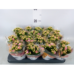 Kalanchoe blos. 'RosDon Alano'
