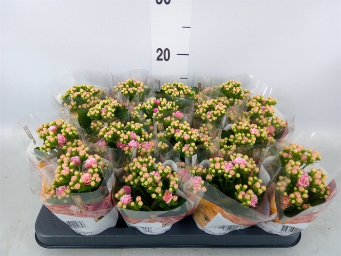 <h4>Kalanchoe blos. 'RosDon Alano'</h4>