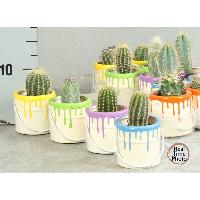 <h4>CACTUS OV</h4>