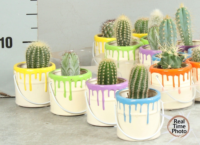 CACTUS OV