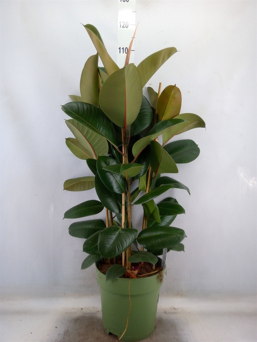 <h4>Ficus elastica 'Robusta'</h4>