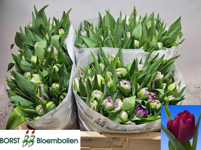 <h4>TU DU PYTHON</h4>