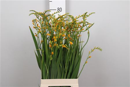 <h4>Crocos Suzanna</h4>