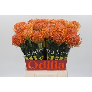 Nutans Ayoba Peach