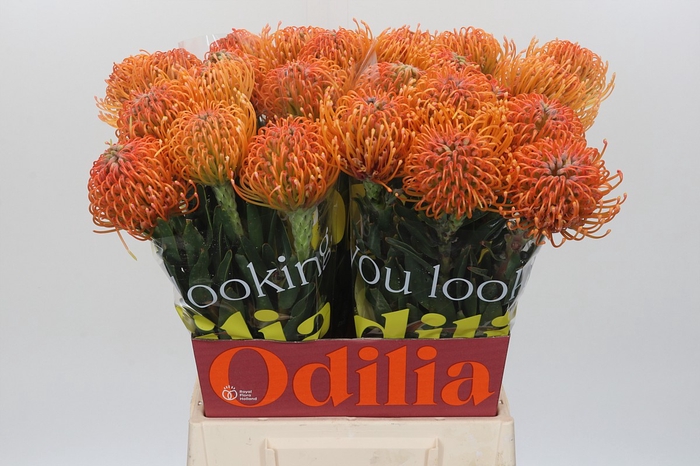 Nutans Ayoba Peach
