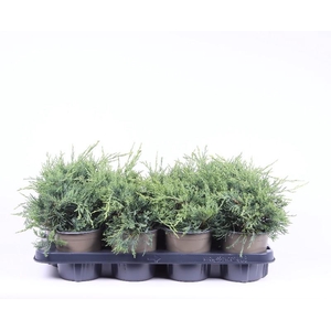 Juniperus Overig Pfitzeriana Glauca