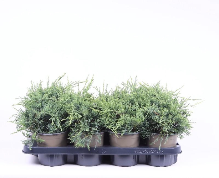 <h4>Juniperus Overig Pfitzeriana Glauca</h4>