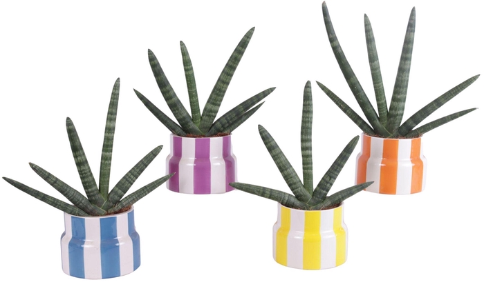 <h4>Sansevieria Cylindrica Handshake in Ø15cm Ceramic EV563</h4>