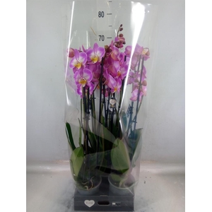 Phalaenopsis  'Ant Split'