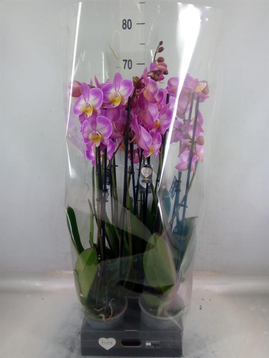 <h4>Phalaenopsis  'Ant Split'</h4>