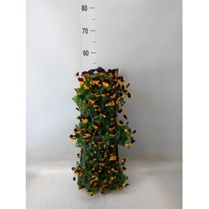 Viola corn. 'Evo Mini Yellow Blue'