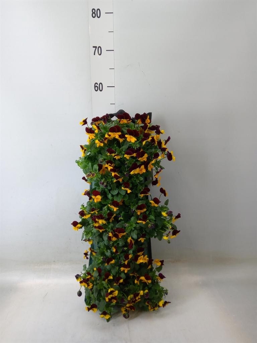 <h4>Viola corn. 'Evo Mini Yellow Blue'</h4>