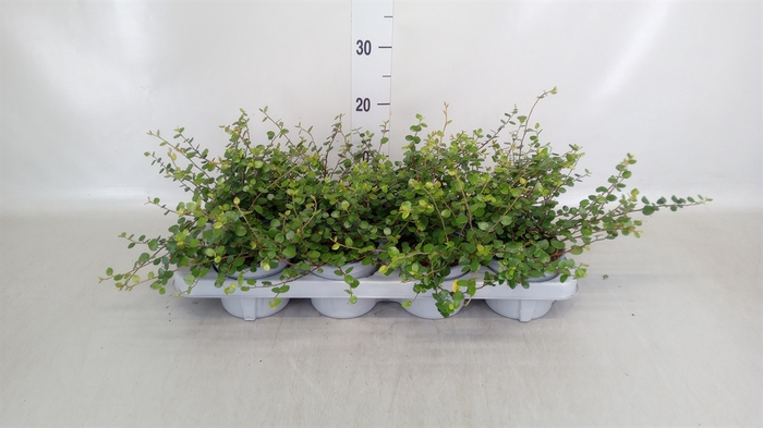 <h4>Muehlenbeckia com. 'Mao'ri'</h4>