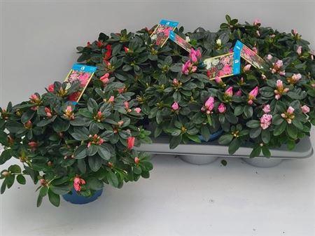 <h4>Rhodo Si V Gem 6 Srt</h4>