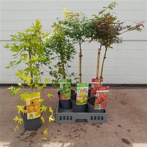 Acer Palmatum Stam