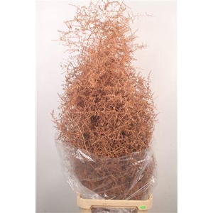 Asparagus Salv. Copper